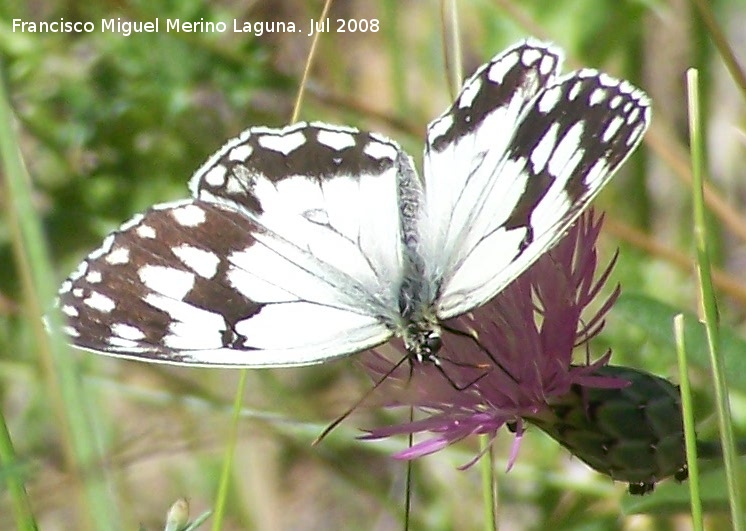 Mariposa Melanargia lachesis - Mariposa Melanargia lachesis. Segura