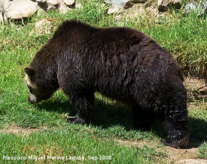 Oso pardo europeo - Oso pardo europeo. Crdoba