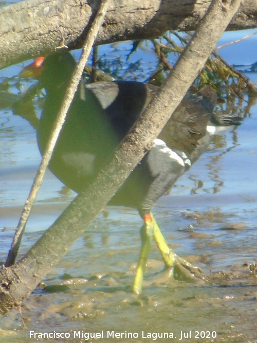 P�jaro Polla de agua - P�jaro Polla de agua. Laguna Dulce - Campillos