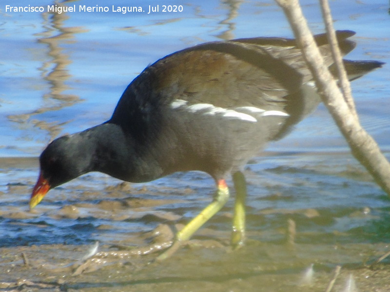 P�jaro Polla de agua - P�jaro Polla de agua. Laguna Dulce - Campillos