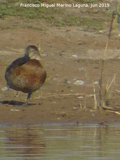 Pjaro Porrn - Pjaro Porrn. Laguna Dulce - Campillos