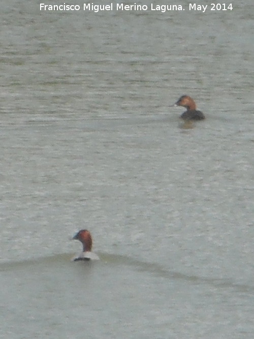 Pjaro Porrn - Pjaro Porrn. Laguna - Torredonjimeno