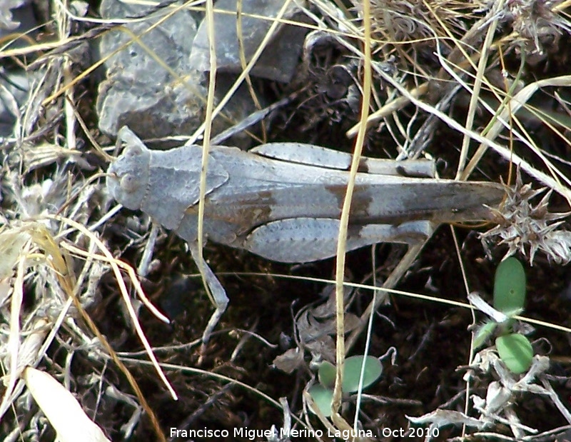 Saltamontes de alas azules - Saltamontes de alas azules. Alcaudete