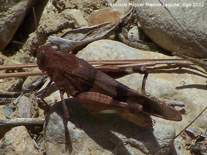 Saltamontes de alas azules - Saltamontes de alas azules. Venta de Rampias - Santiago Pontones