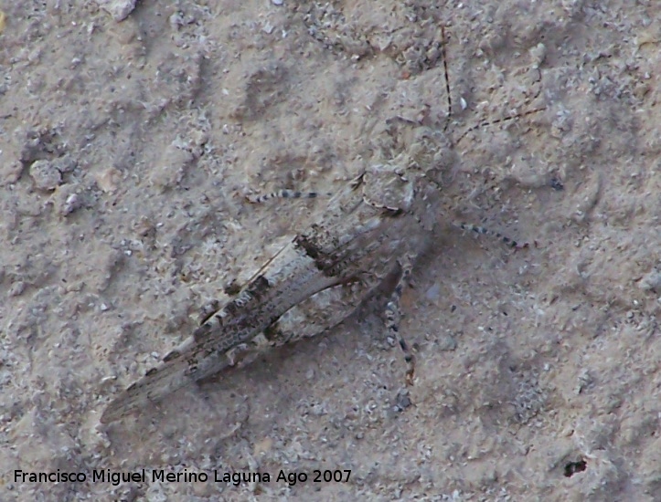 Saltamontes de alas azules - Saltamontes de alas azules. Se puede apreciar el gran mimetismo que tiene el saltamontes de alas azules con el suelo.<br>Santa Pola.