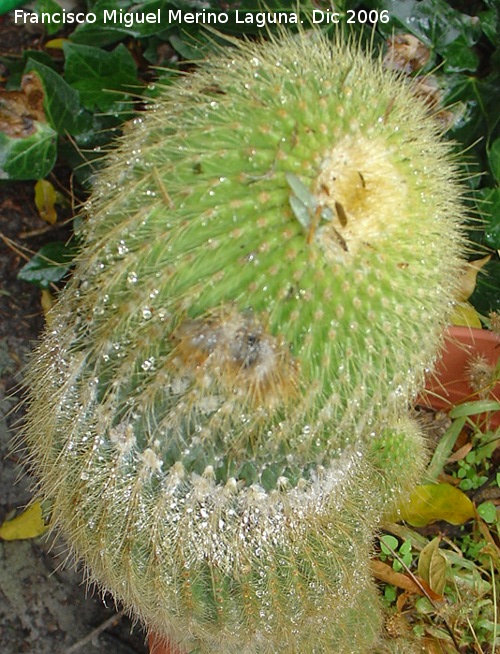 Cactus Cabezas de viejo - Cactus Cabezas de viejo. 