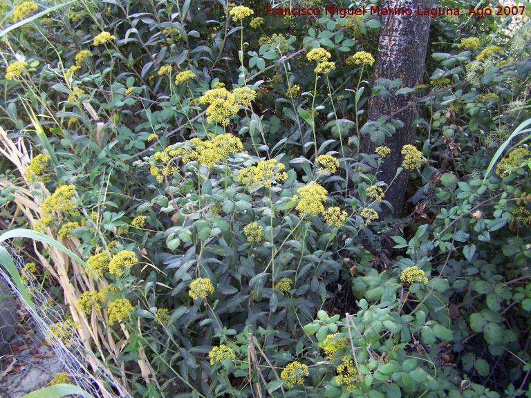 Adelfilla - Adelfilla. Los Villares