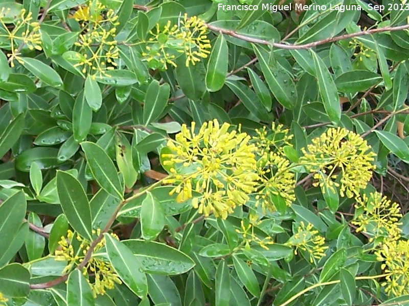 Adelfilla - Adelfilla. La Baizuela - Torredelcampo