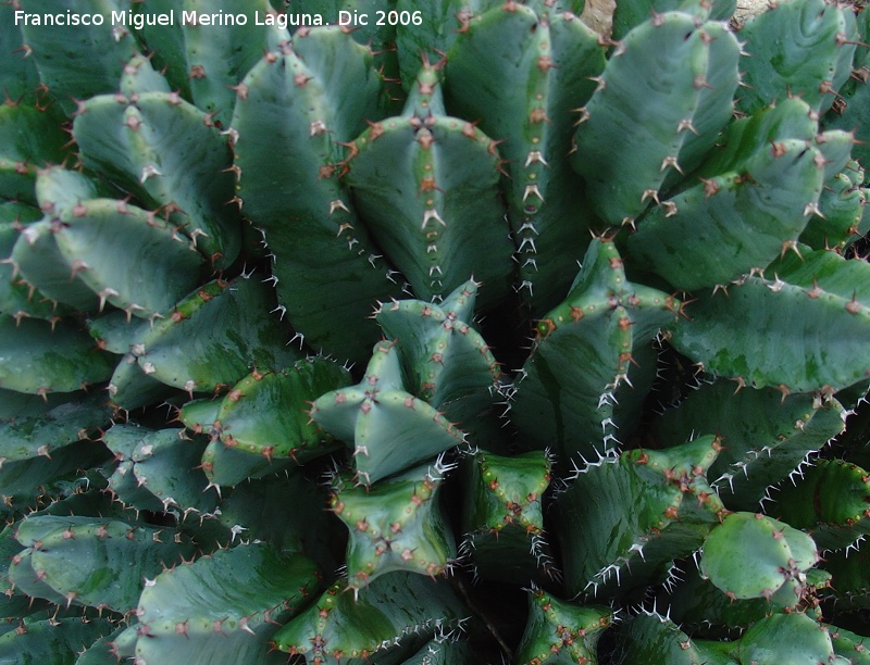 Cactus Cardn resinoso - Cactus Cardn resinoso. Benalmdena