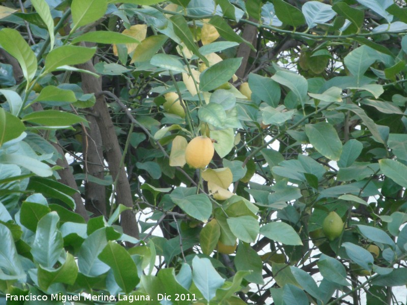 Limonero - Limonero. Bailn