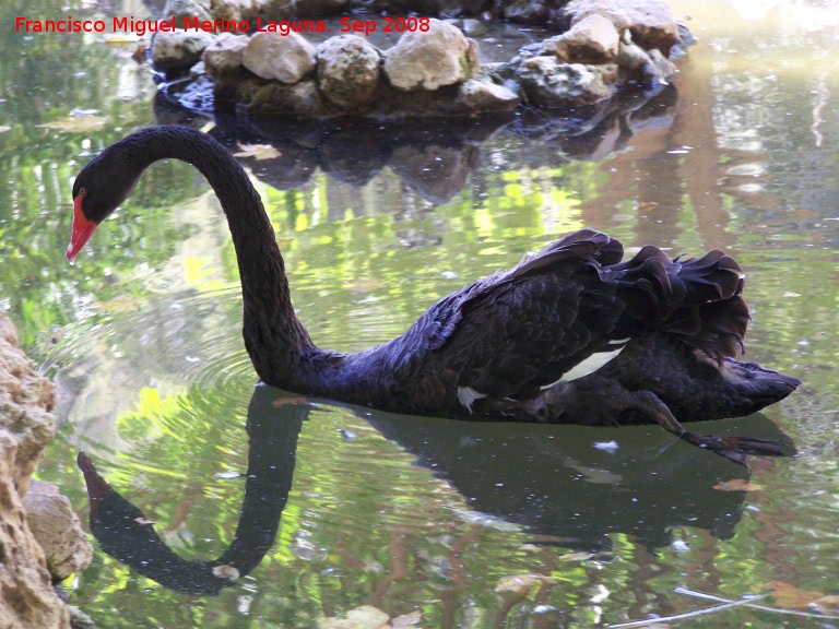 Pjaro Cisne negro - Pjaro Cisne negro. Crdoba