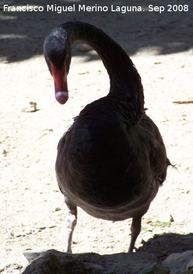 Pjaro Cisne negro - Pjaro Cisne negro. Crdoba