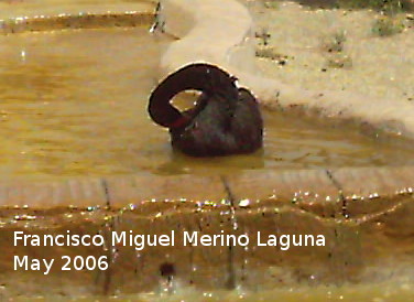 Pjaro Cisne negro - Pjaro Cisne negro. Tabernas