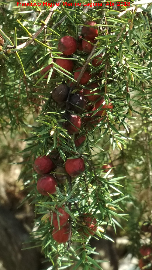 Enebro de miera - Enebro de miera. Frutos. Arroyo Martn Prez - Aldeaquemada