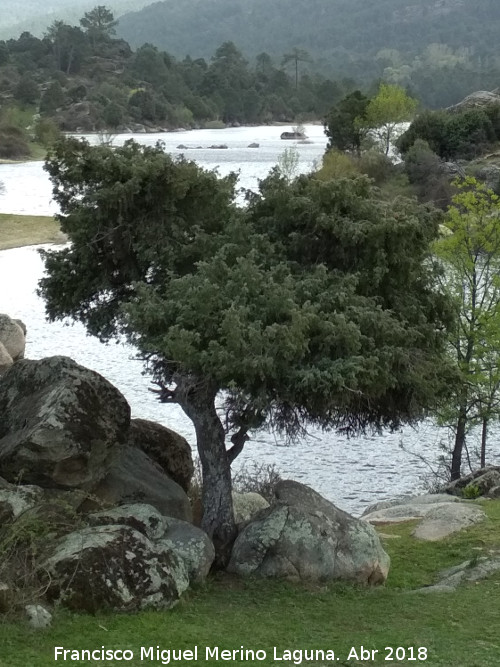 Enebro de miera - Enebro de miera. Cerro del Enebral - El Barraco