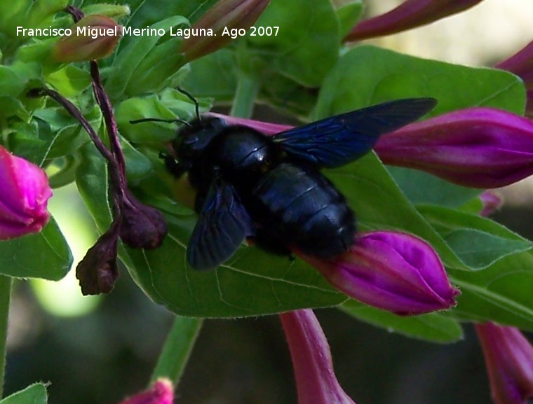 Abeja azul de la madera - Abeja azul de la madera. Los Villares