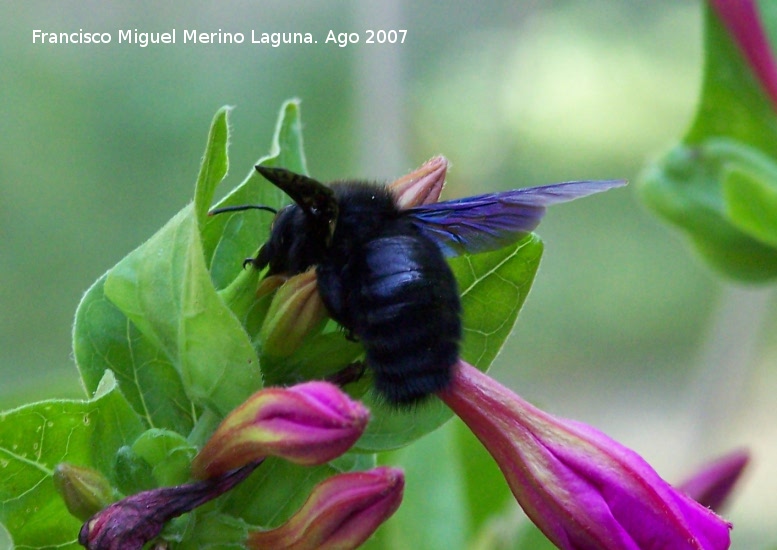 Abeja azul de la madera - Abeja azul de la madera. Los Villares