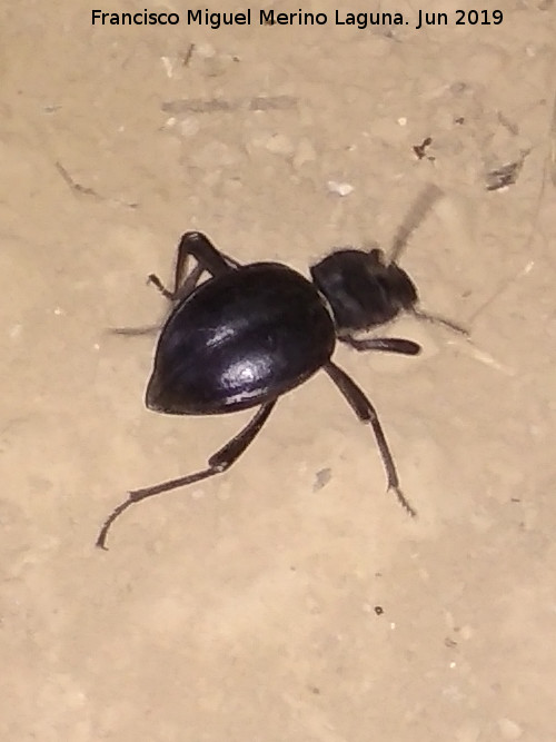 Escarabajo Akis - Escarabajo Akis. Necrpolis de las Aguilillas - Campillos