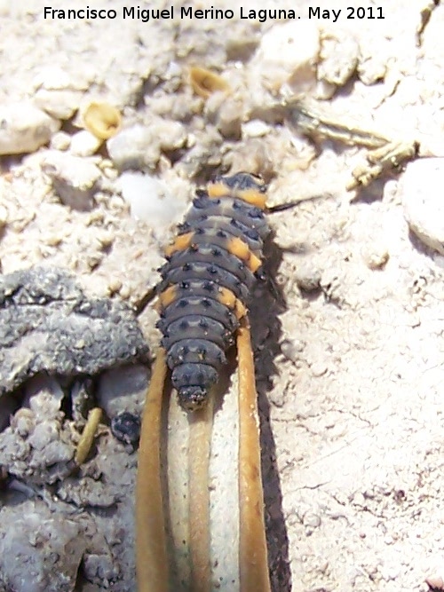 Mariquita de 7 puntos - Mariquita de 7 puntos. Larva. Salaria - beda