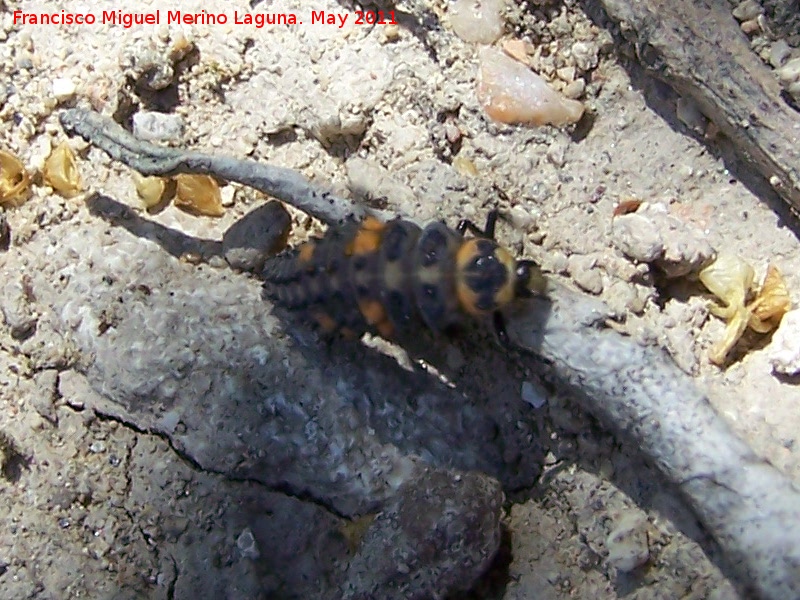 Mariquita de 7 puntos - Mariquita de 7 puntos. Larva. Salaria - beda