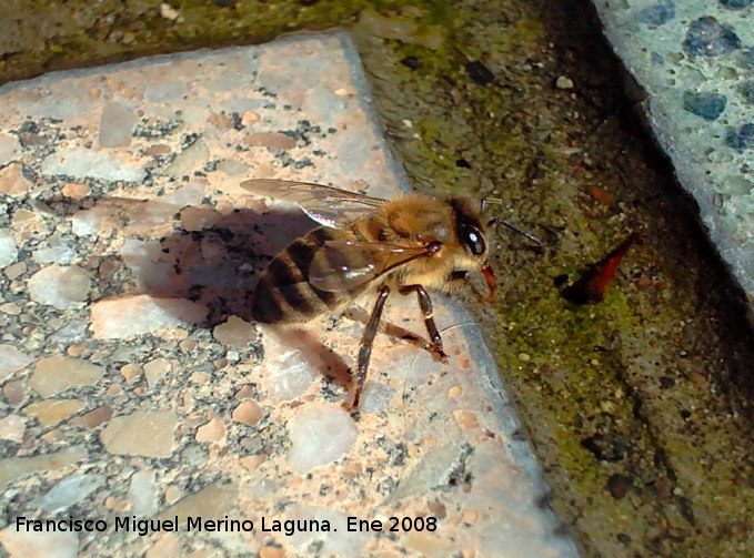 Abeja - Abeja. Los Villares