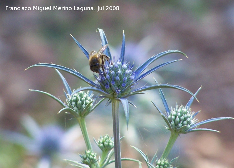 Abeja - Abeja. Segura