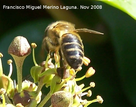 Abeja - Abeja. Los Villares