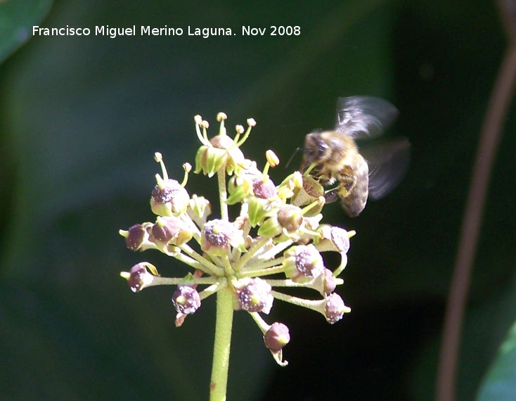 Abeja - Abeja. Los Villares