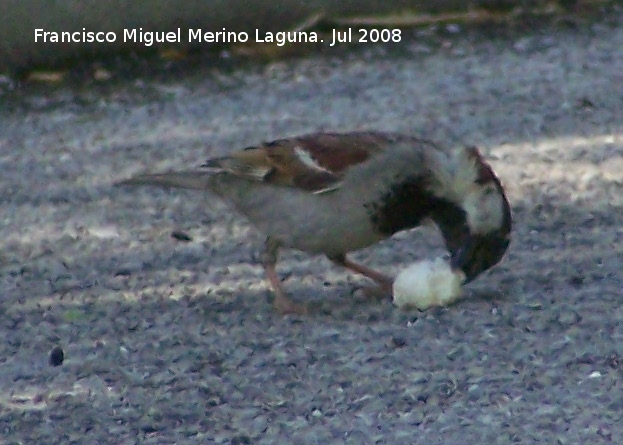 Pjaro Gorrin - Pjaro Gorrin. Benalmdena