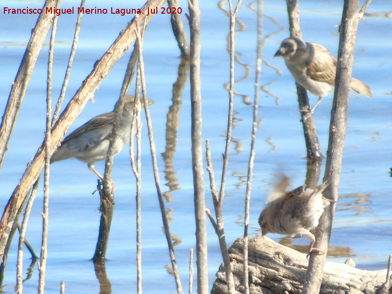 P�jaro Gorri�n - P�jaro Gorri�n. Laguna Dulce - Campillos