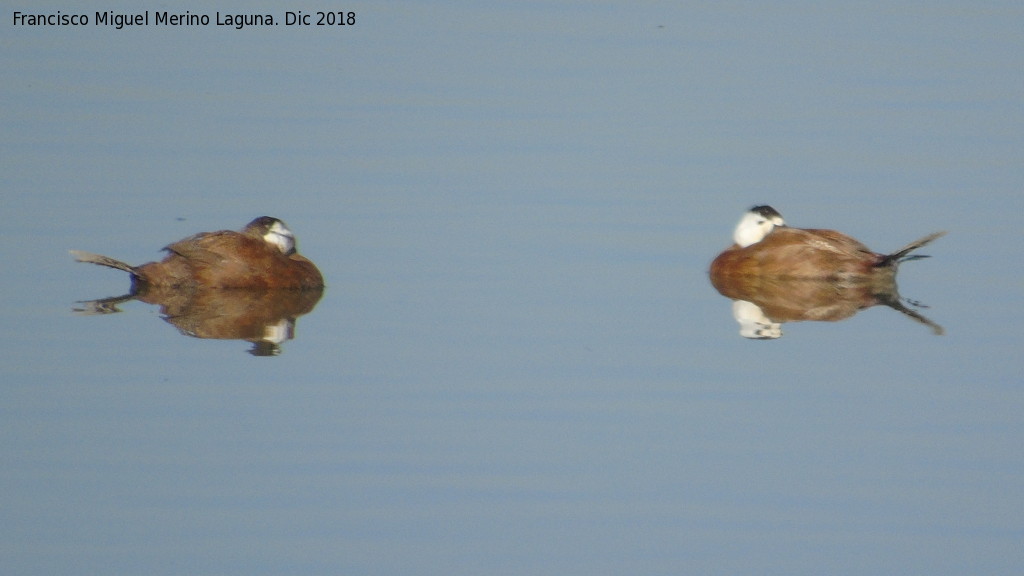 Pjaro Pato colorado - Pjaro Pato colorado. Hembras. Tablas de Daimiel