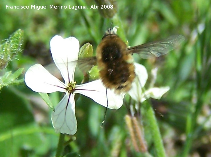 Mosca abeja mayor - Mosca abeja mayor. Jan