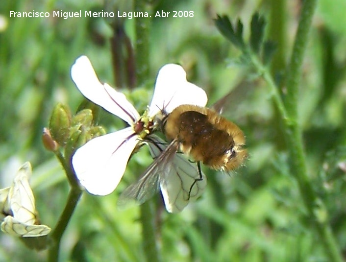 Mosca abeja mayor - Mosca abeja mayor. Jan