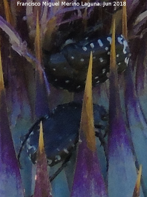 Escarabajo del sudario - Escarabajo del sudario. Torre de Alczar - Torredonjimeno