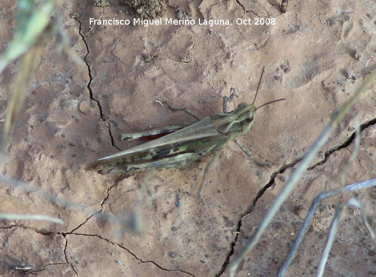 Saltamontes de campo - Saltamontes de campo. Llano de la Estrella - Navas de San Juan