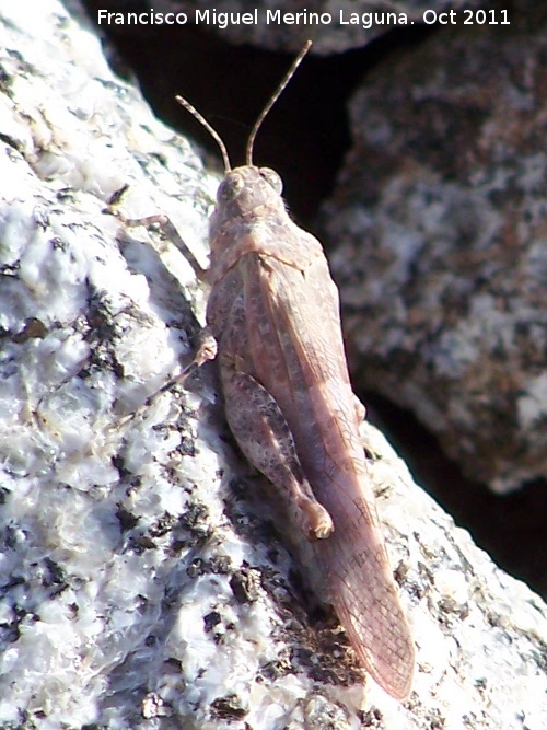 Saltamontes de campo - Saltamontes de campo. San Miguel - Linares