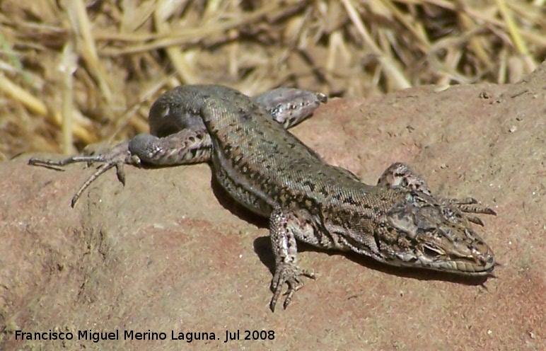 Lagartija ibrica - Lagartija ibrica. Segura