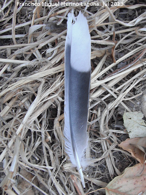 Pjaro Trtola turca - Pjaro Trtola turca. Pluma. Cerro Cerrajn - Los Villares