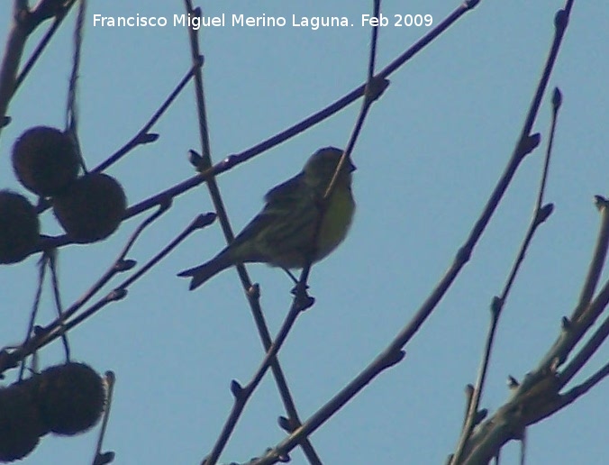 Pjaro Verdecillo - Pjaro Verdecillo. Linares