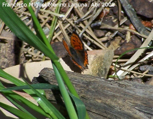 Mariposa manto bicolor - Mariposa manto bicolor. Jan