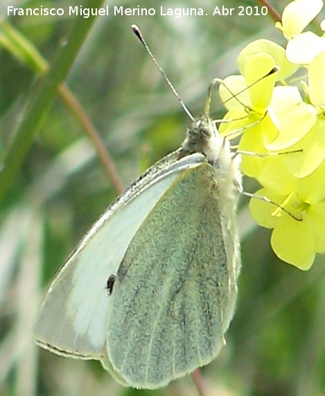 Mariposa de la col - Mariposa de la col. Alimentandose. Linares