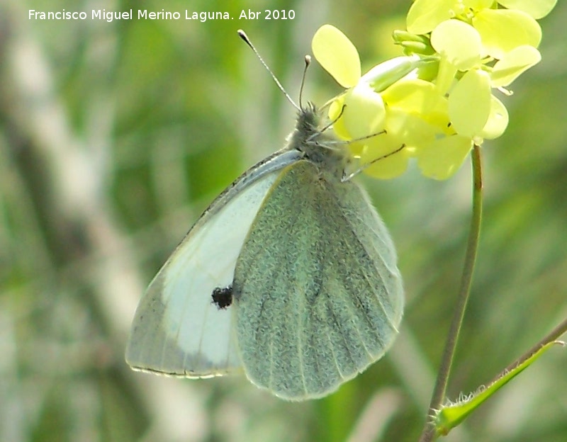 Mariposa de la col - Mariposa de la col. Linares