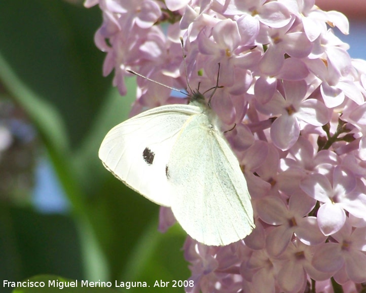 Mariposa de la col - Mariposa de la col. Navas de San Juan