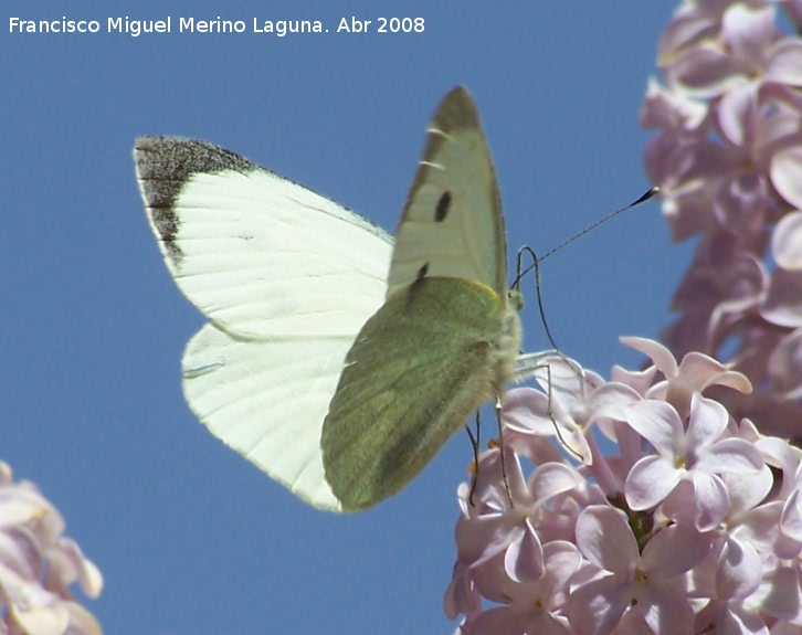 Mariposa de la col - Mariposa de la col. Navas de San Juan