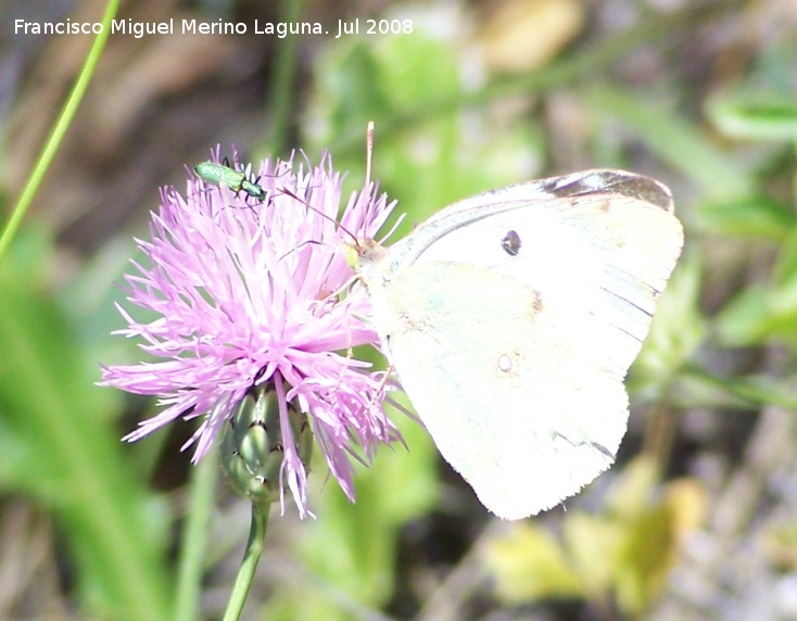 Mariposa de la col - Mariposa de la col. Segura