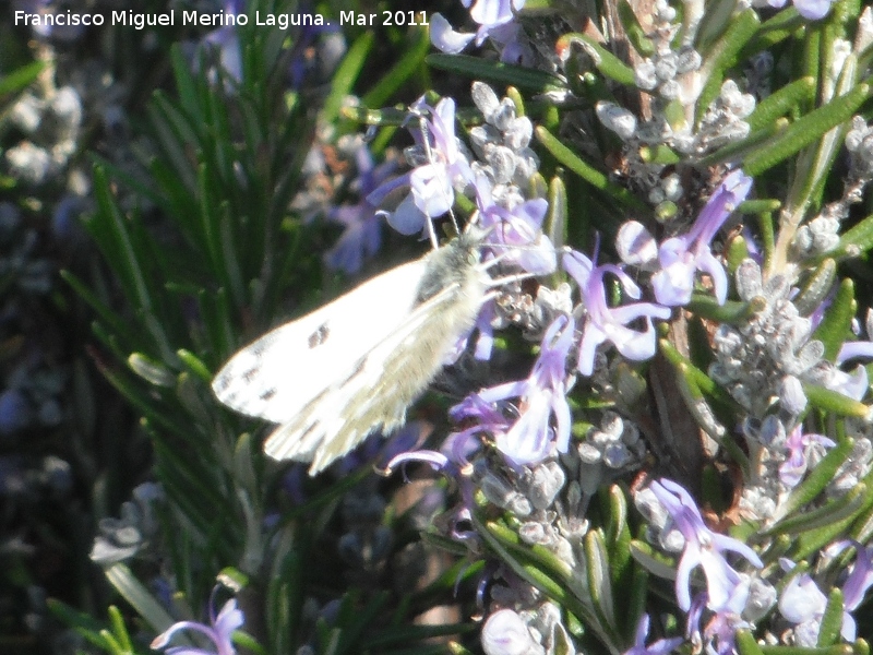 Mariposa de la col - Mariposa de la col. Los Villares