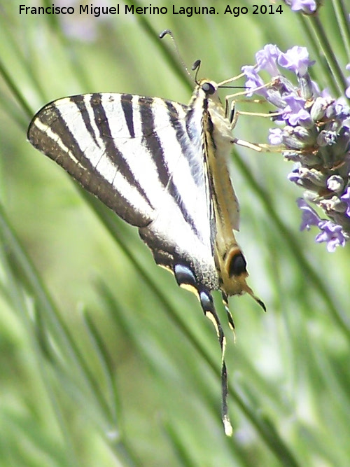 Mariposa podalirio - Mariposa podalirio. Las Castaetas - Villacarrillo