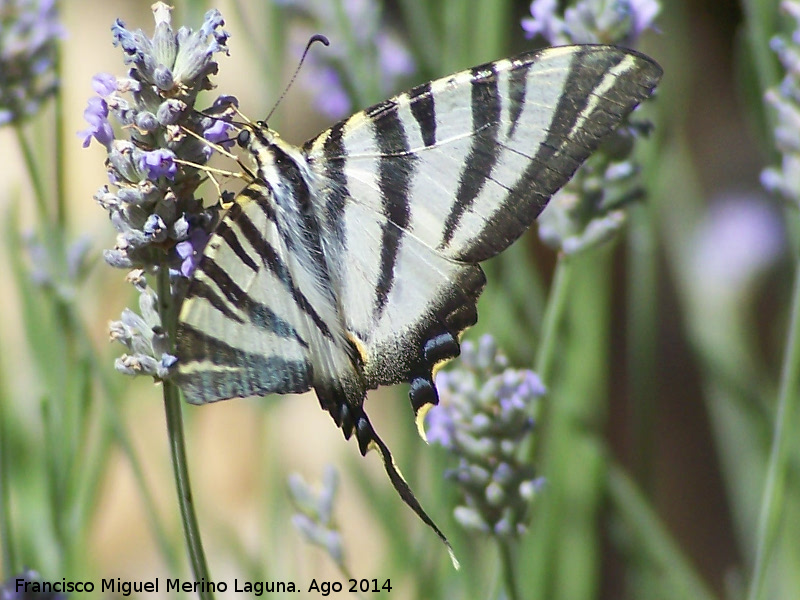 Mariposa podalirio - Mariposa podalirio. Las Castaetas - Villacarrillo