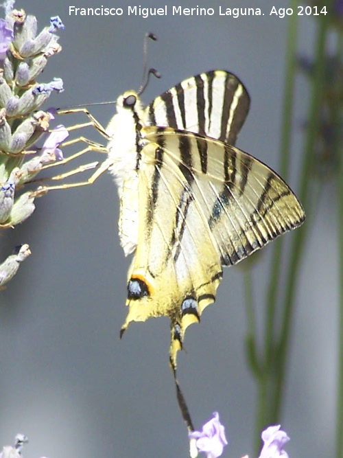 Mariposa podalirio - Mariposa podalirio. Las Castaetas - Villacarrillo