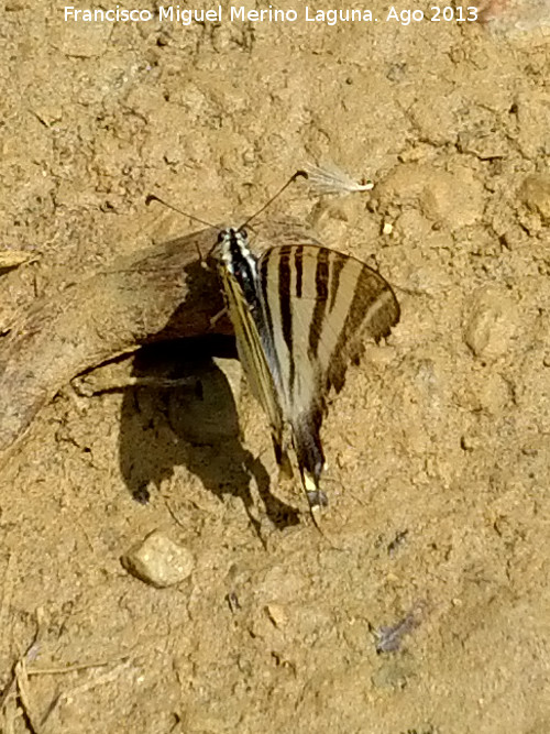 Mariposa podalirio - Mariposa podalirio. Prado Maguillo - Santiago Pontones